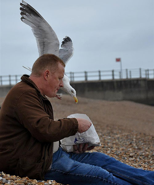 Seagull & Chips 1