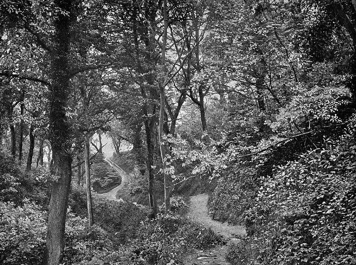 Ecclesbourne Glen Woods