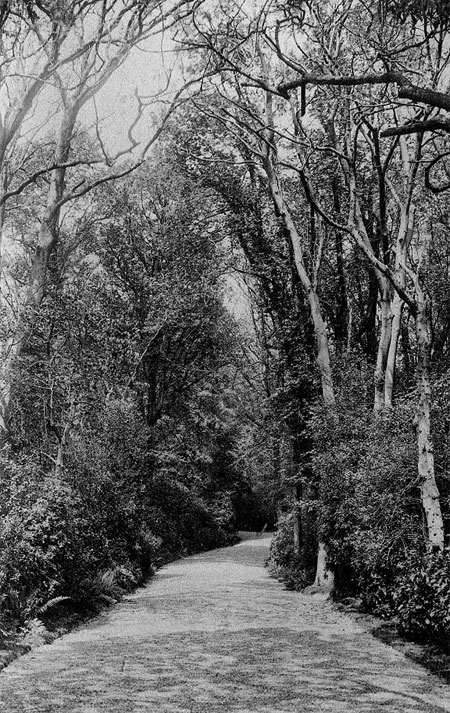 The Drive at Summerfields School