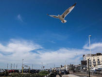 Seafront Seagull