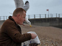 Seagull & Chips 1