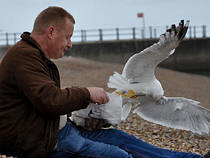 Seagull & Chips 2