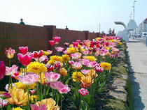 St Leonards Tulips