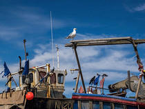Boats & Seagull