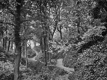 Ecclesbourne Glen Woods